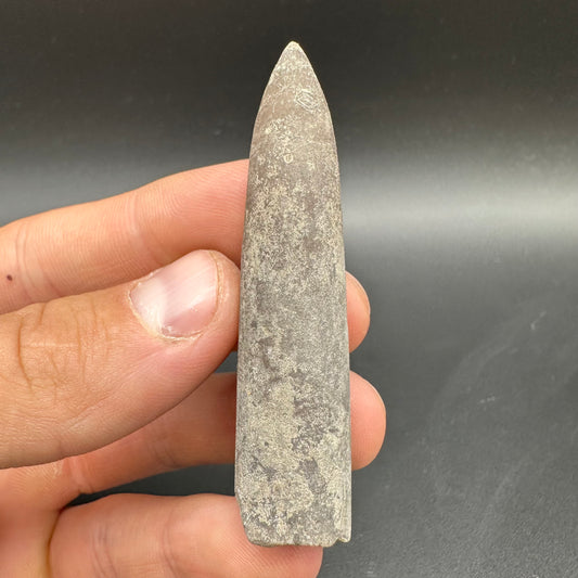 Belemnite (Fossil Squid) shell fossil - Whitby, North Yorkshire Jurassic Coast Yorkshire Fossils