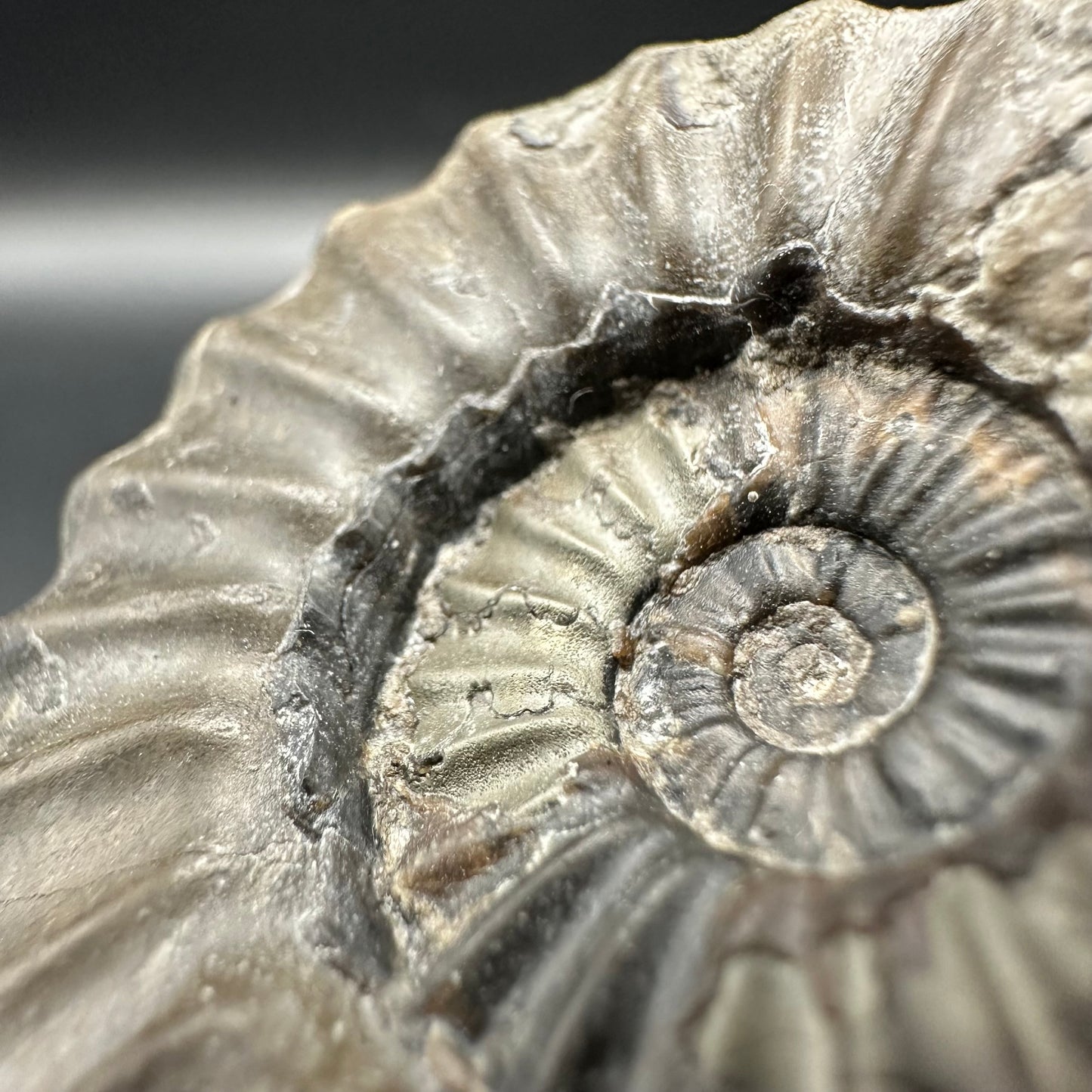 Aegasteroceras sagittarium ammonite fossil with box and stand - Whitby, North Yorkshire Jurassic Coast Yorkshire Fossils