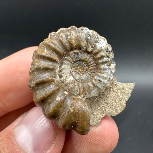 Androgynoceras capricornus Ammonite Fossil With Box And Stand - Whitby, North Yorkshire Jurassic Coast Yorkshire Fossils