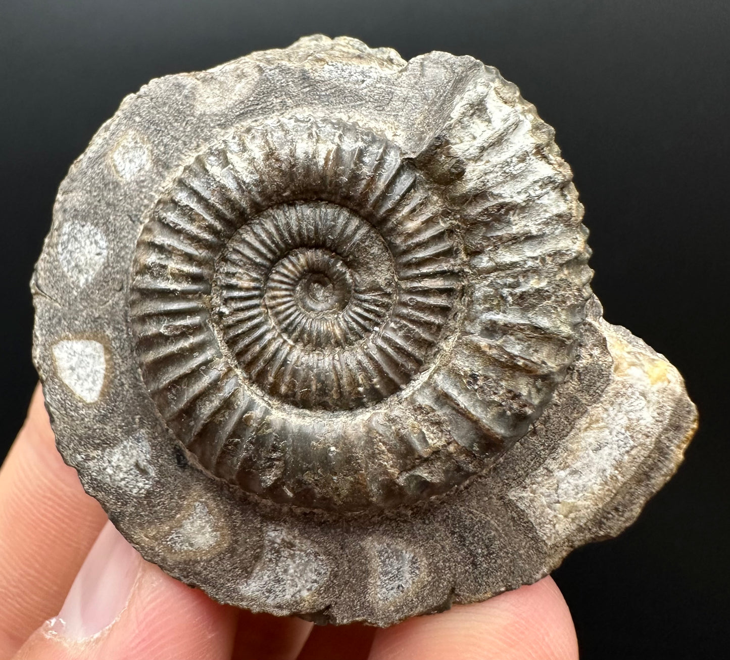 Dactylioceras Ammonite Fossil Gift Set - Whitby, North Yorkshire Jurassic Coast Yorkshire Fossils
