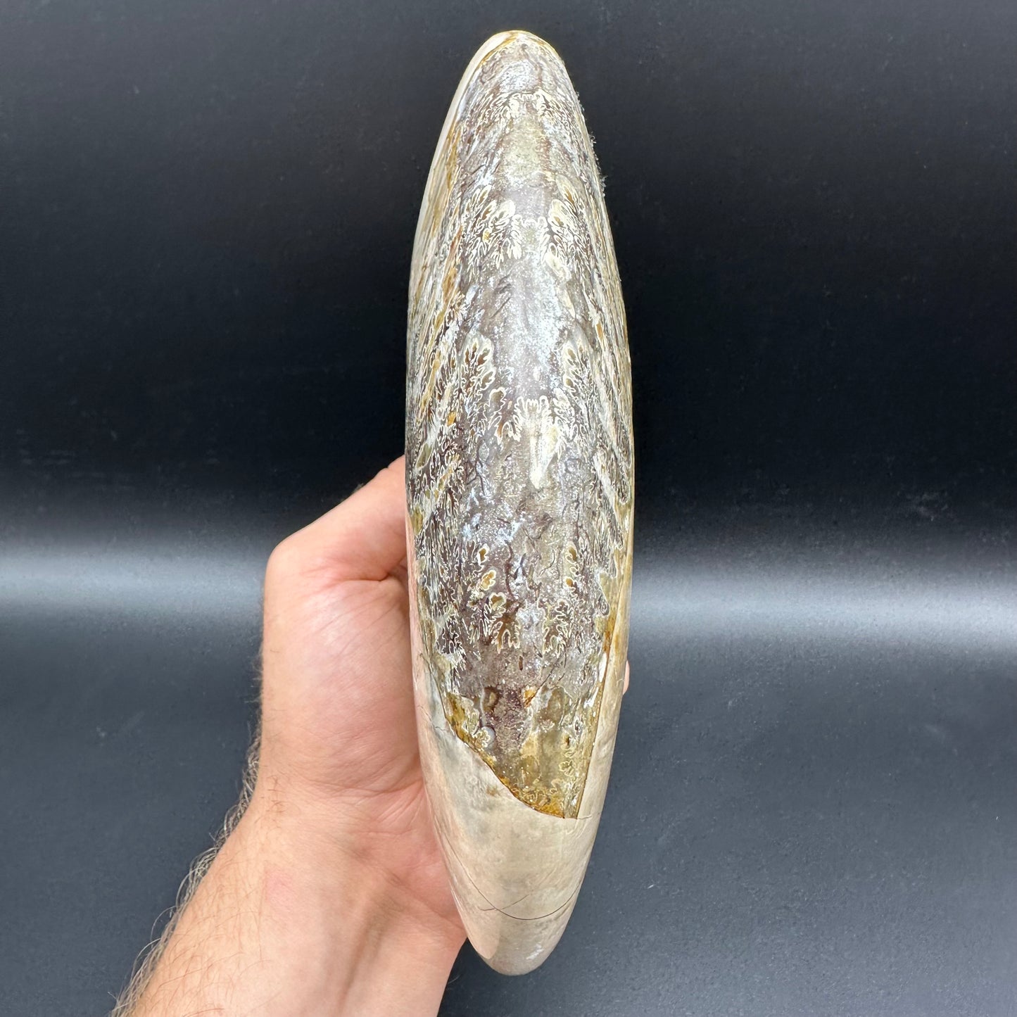 Cleoniceras Ammonite Fossil With Stand - Cretaceous Ammonite Madagascar