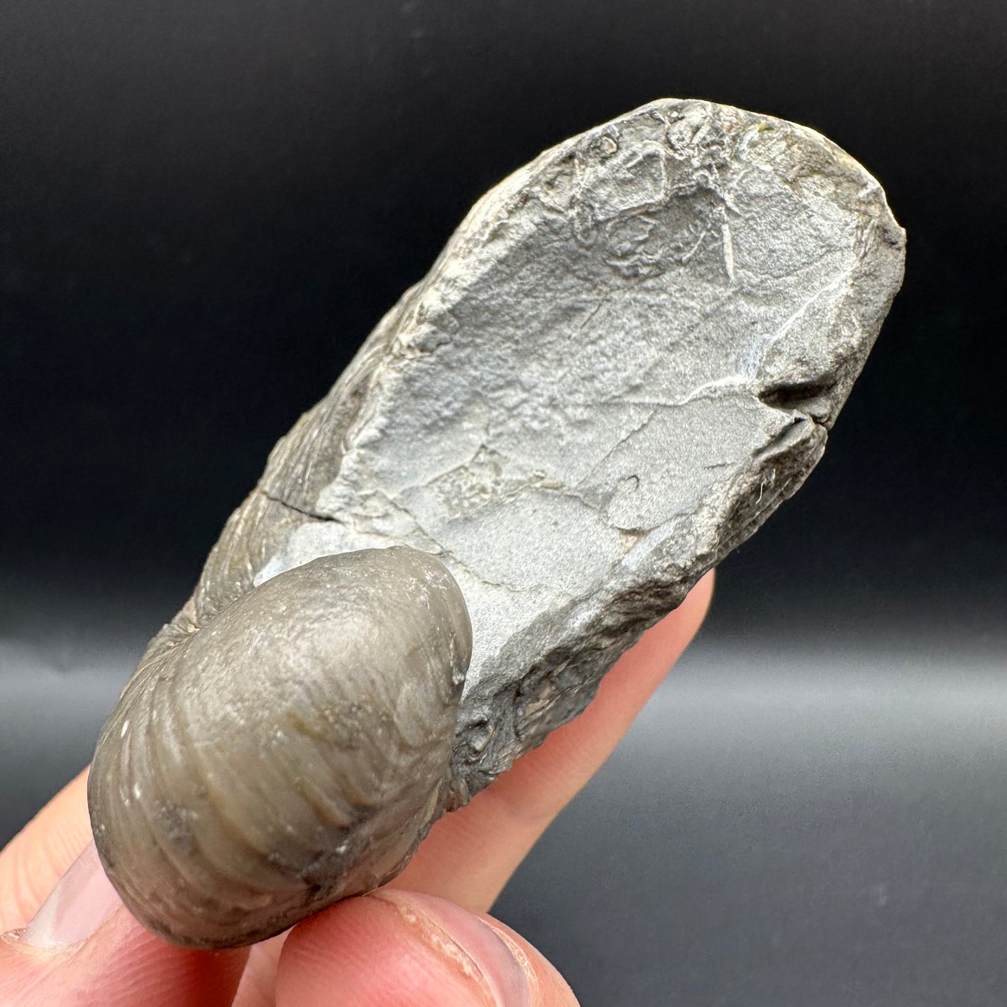 Gryphaea shell fossil with box and stand - Whitby, North Yorkshire, Jurassic Coast, Yorkshire Fossils found on the Jurassic Coast