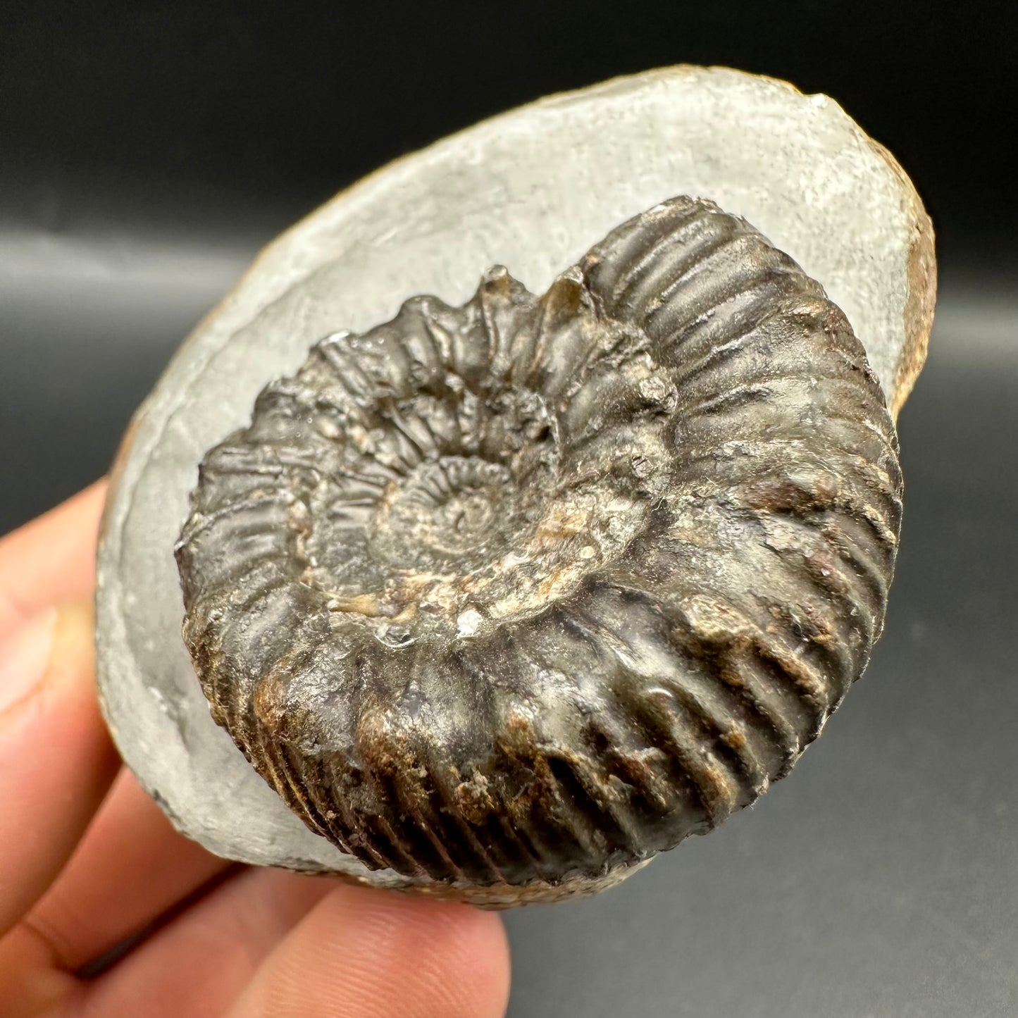 Peronoceras Sp. Ammonite fossil with box and stand - Whitby, North Yorkshire Jurassic Coast Yorkshire Fossils