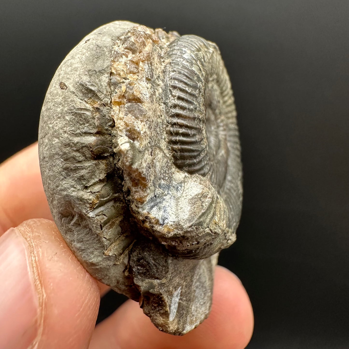 Dactylioceras Ammonite Fossil Gift Set - Whitby, North Yorkshire Jurassic Coast Yorkshire Fossils