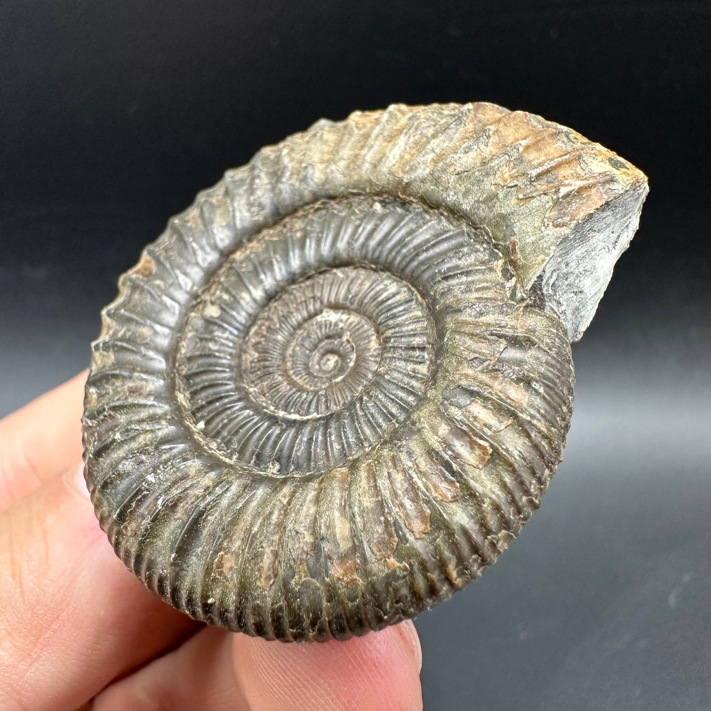 Dactylioceras Ammonite Fossil With box and Stand - Whitby, North Yorkshire Jurassic Coast Yorkshire Fossils