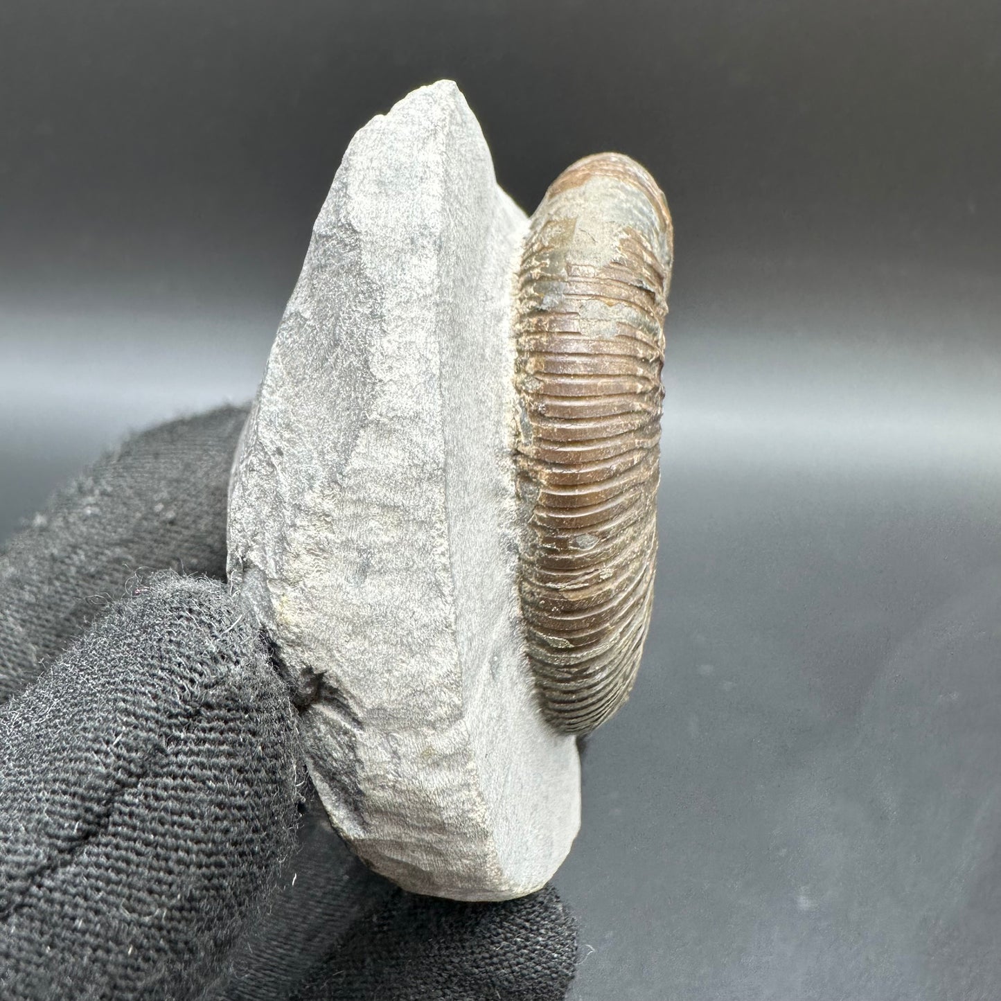 Dactylioceras semicelatum Ammonite fossil with box and stand - Whitby, North Yorkshire Jurassic Coast Yorkshire Fossils