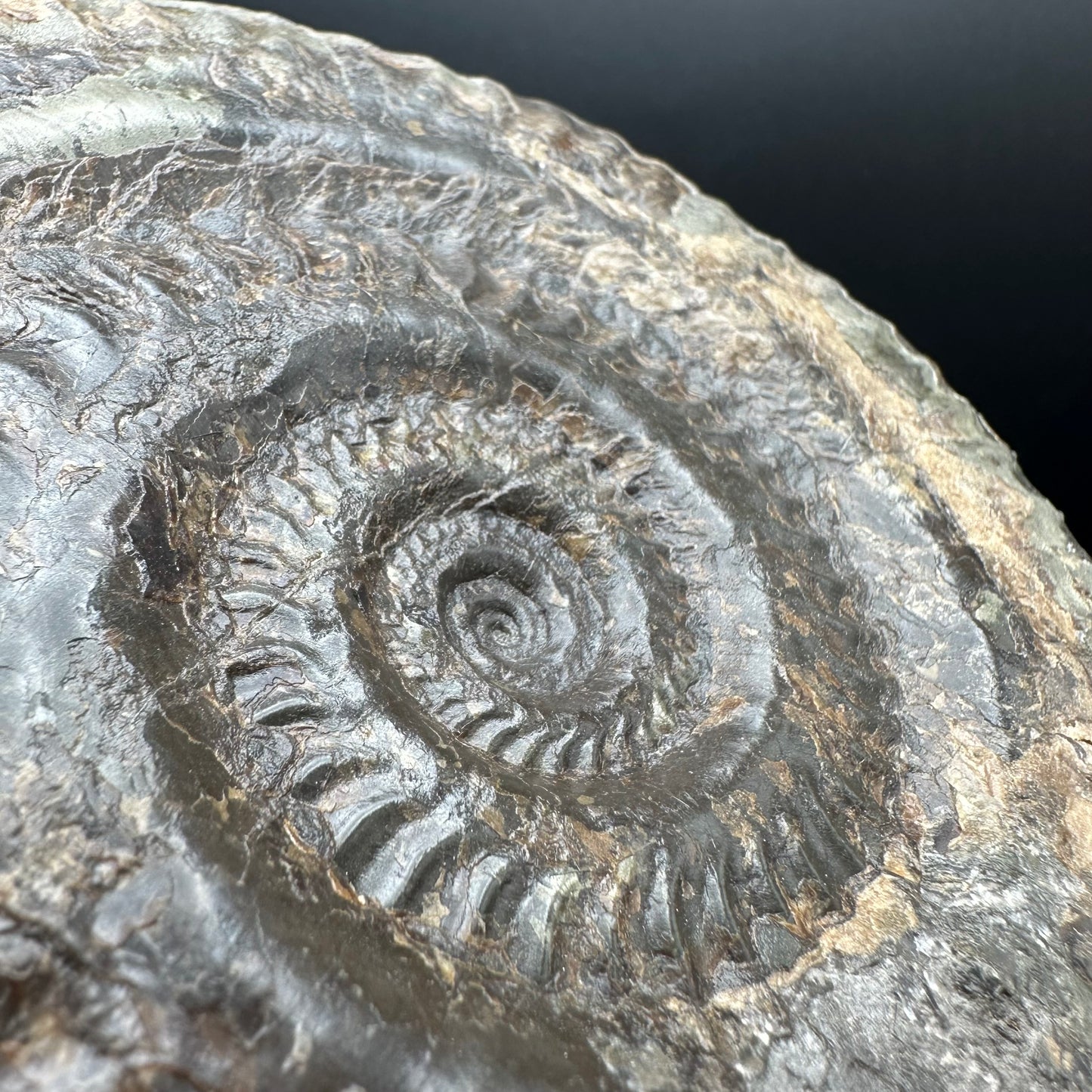 Hildoceras lusitanicum Ammonite fossil - Whitby, North Yorkshire, Jurassic Coast, Yorkshire Fossils from the Jurassic Coast