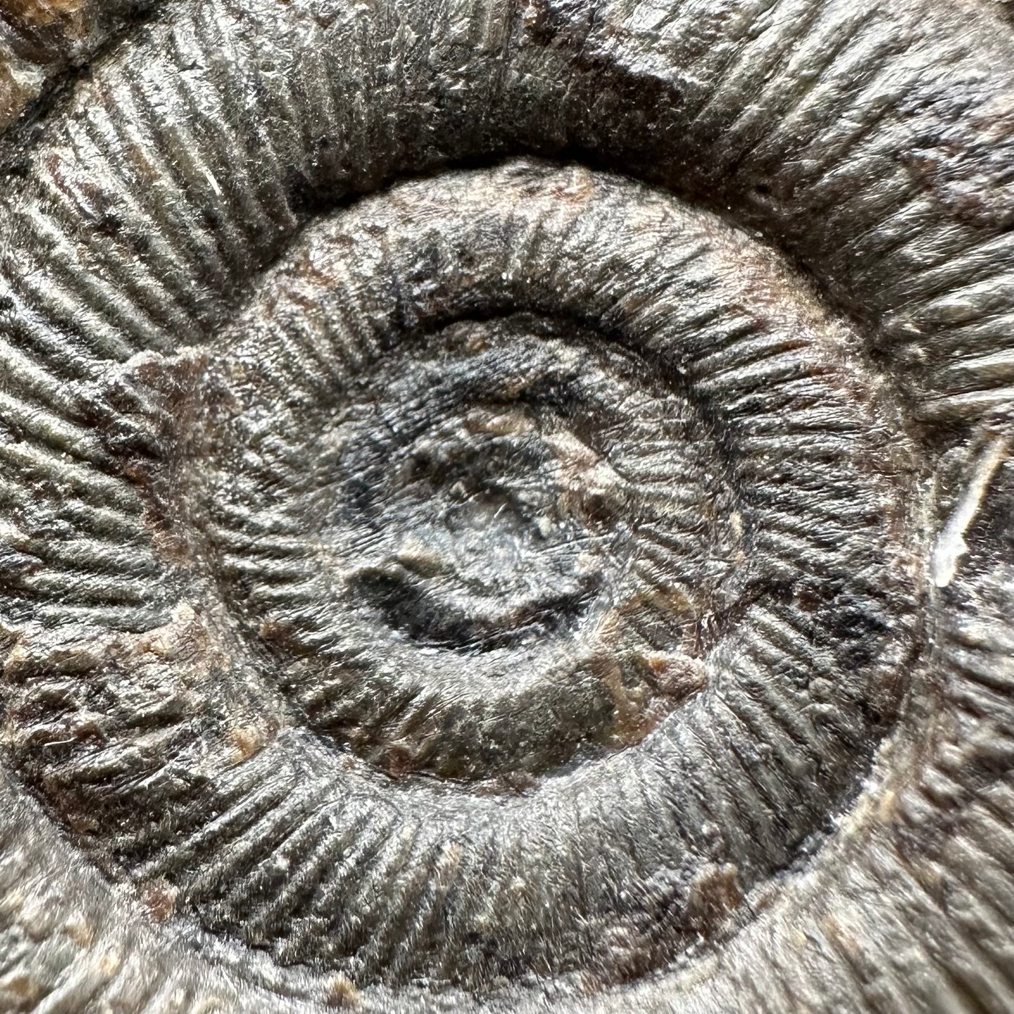 Dactylioceras tenuicostatum Ammonite fossil with box and stand - Whitby, North Yorkshire Jurassic Coast