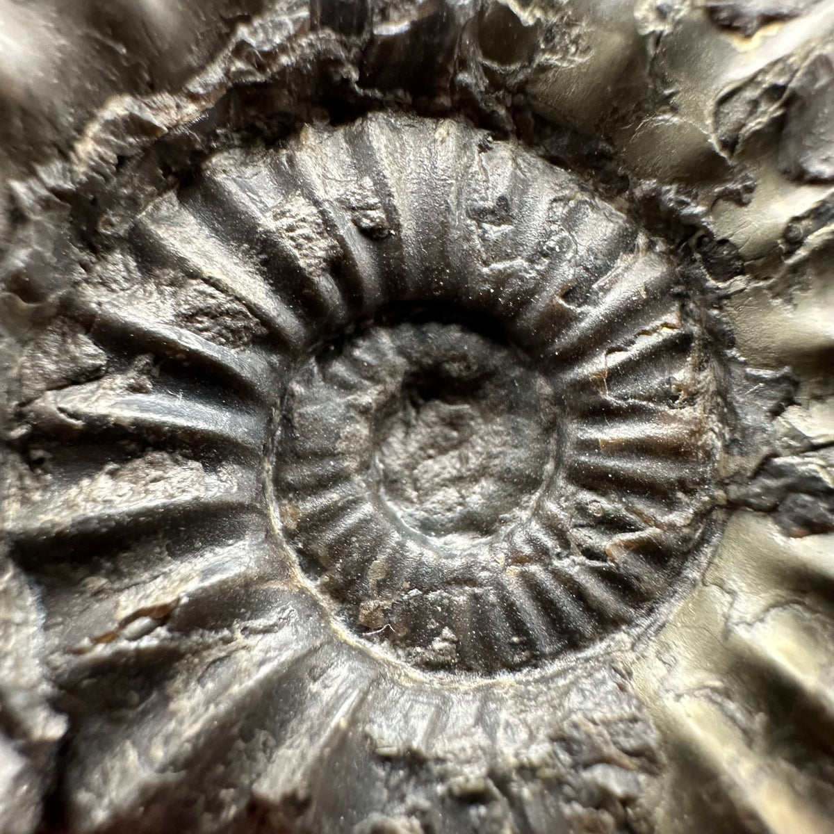 Aegasteroceras sagittarium ammonite fossil with box and stand - Whitby, North Yorkshire Jurassic Coast Yorkshire Fossils