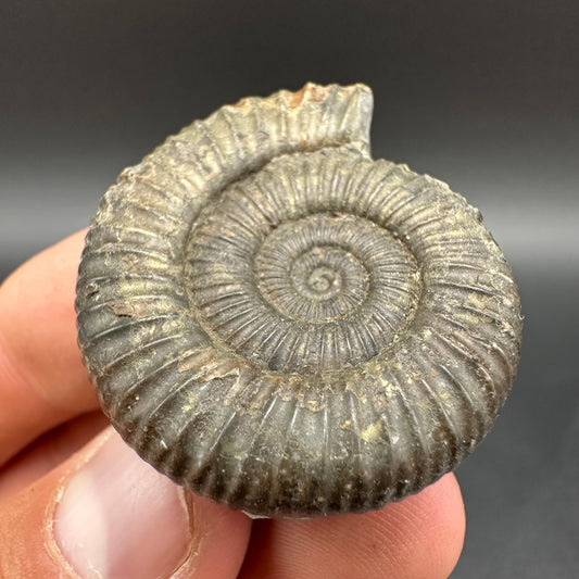 Dactylioceras Ammonite Fossil With Box And Stand - Whitby, North Yorkshire Jurassic Coast Yorkshire Fossils