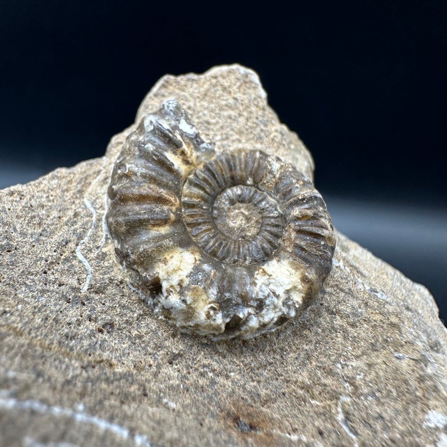 Androgynoceras capricornus Ammonite fossil with box and stand - Whitby, North Yorkshire Jurassic Coast Yorkshire Fossils