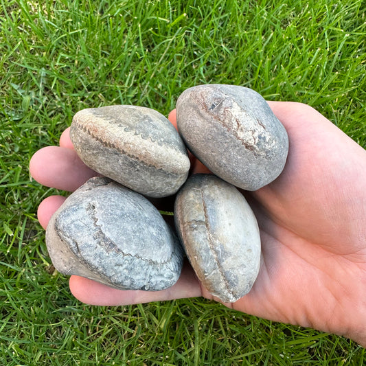 Small Ammonite Nodules x4 Ammonite Fossil (Open Your Own Fossil) - Whitby, North Yorkshire Jurassic Coast, Yorkshire fossils