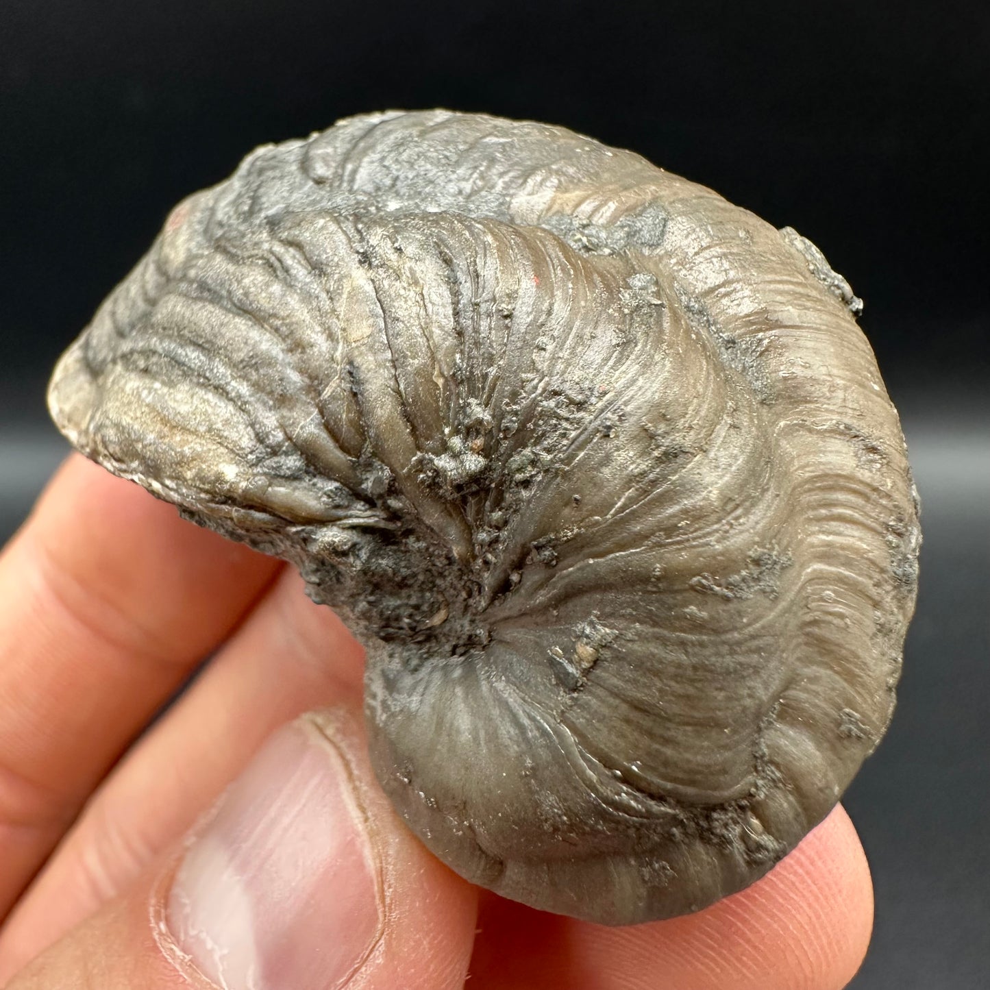 Gryphaea shell fossil with box and stand - Whitby, North Yorkshire, Jurassic Coast, Yorkshire Fossils found on the Jurassic Coast