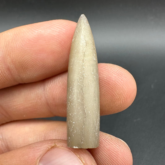 Belemnite (Fossil Squid) shell fossil - Whitby, North Yorkshire Jurassic Coast Yorkshire Fossils
