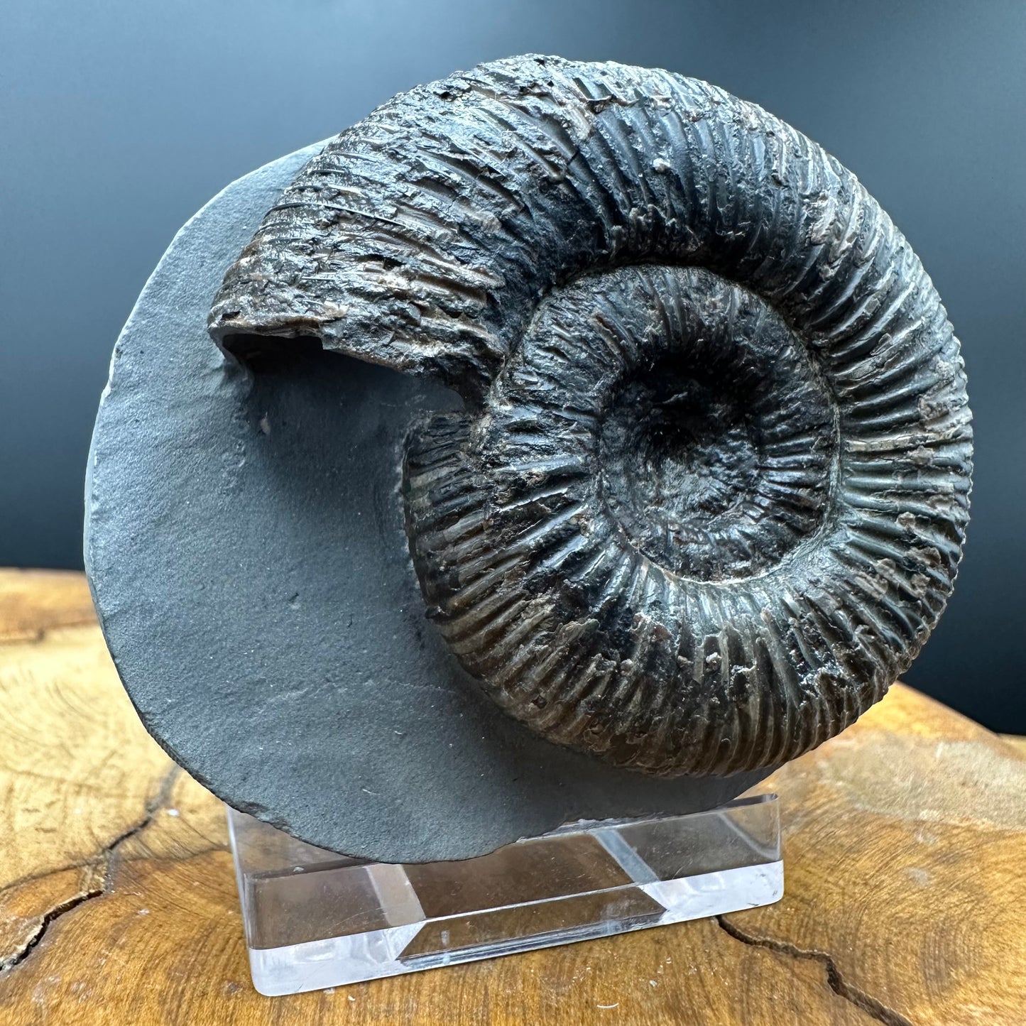 Dactylioceras semicelatum Ammonite fossil with stand - Whitby, North Yorkshire Jurassic Coast Yorkshire Fossils