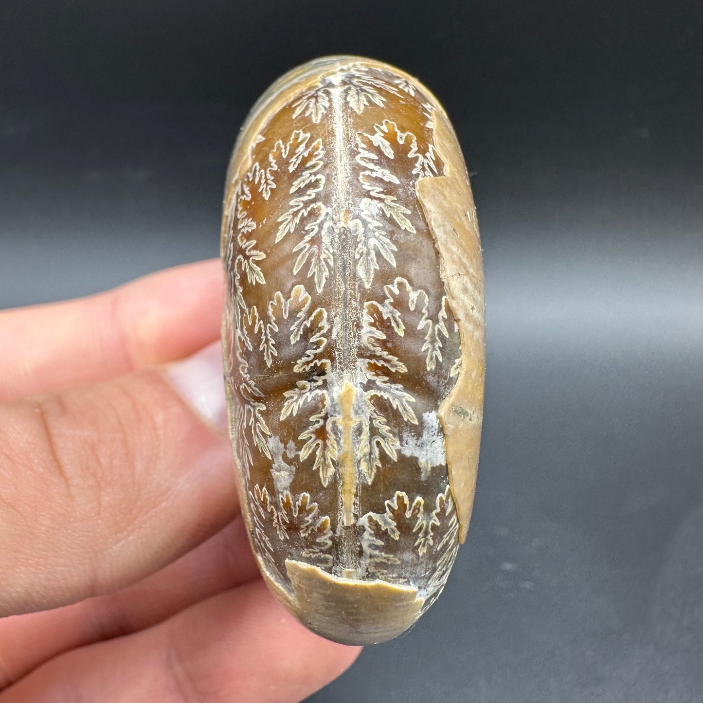 Puzosia Ammonite Fossil With Box And Stand - Cretaceous Ammonite Madagascar