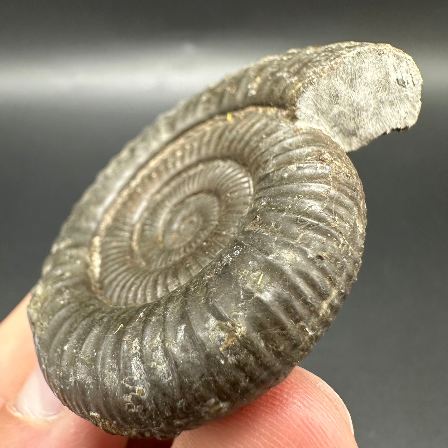 Matrix Free Dactylioceras Ammonite Fossil With Box And Stand - Whitby, North Yorkshire Jurassic Coast Yorkshire Fossils