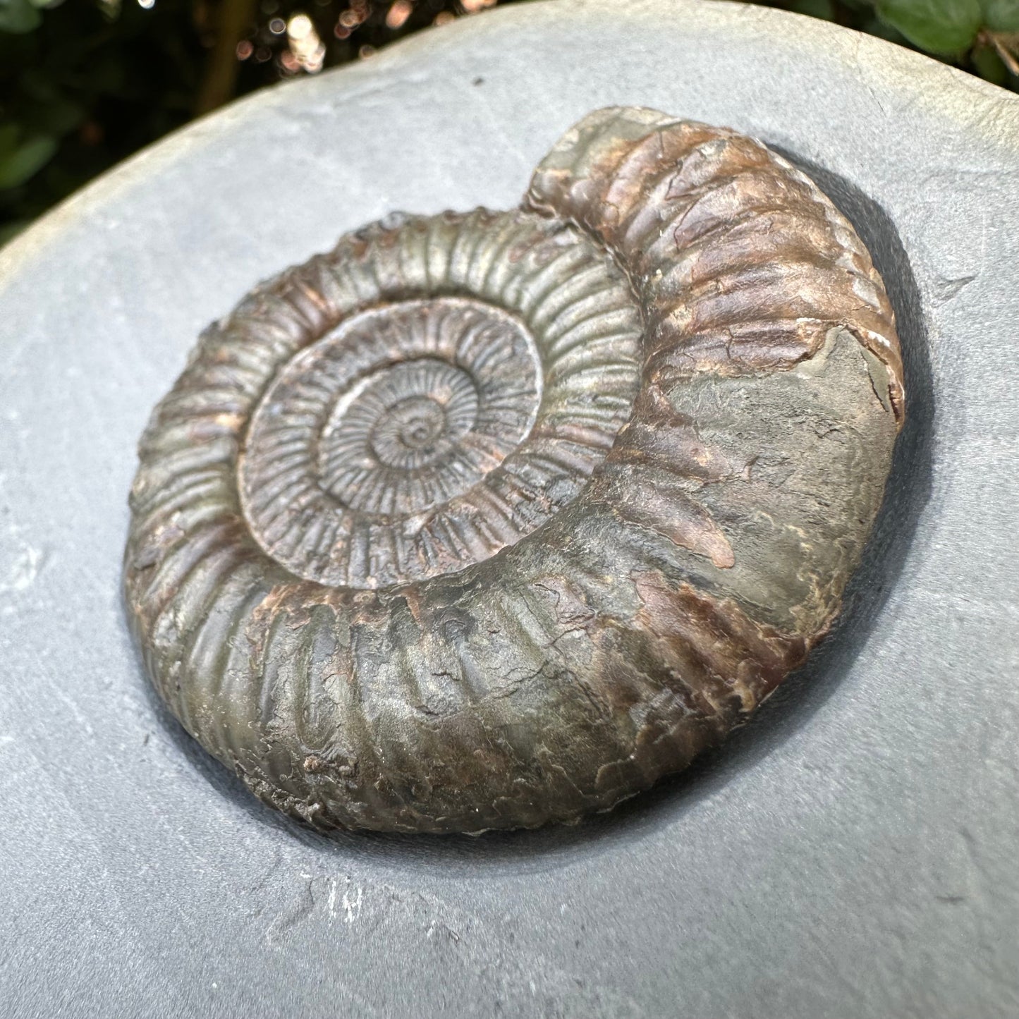 Golden Egg (IMPLANT) Ammonite fossil with stand - Whitby, North Yorkshire Jurassic Coast