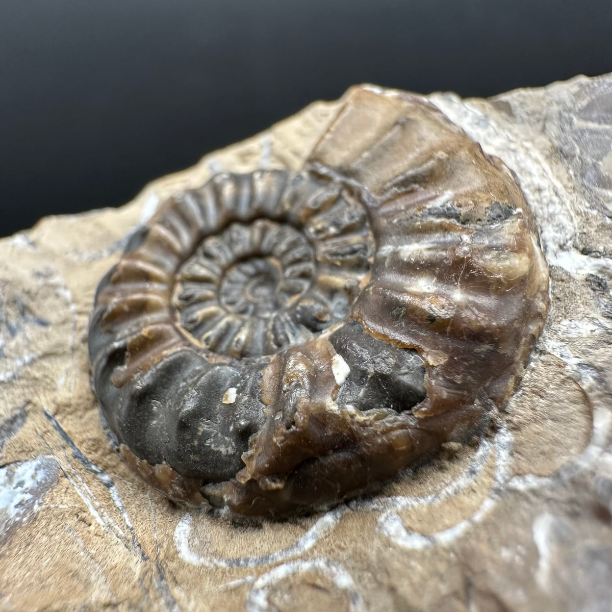 Amaltheus subnodosus Ammonite fossil with stand - Whitby, North Yorkshire Jurassic Coast Yorkshire Fossils