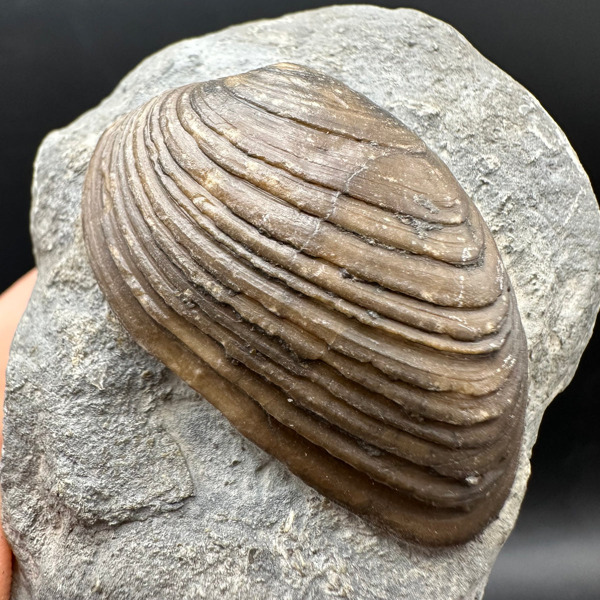 Cardinia Shell fossil - Whitby, North Yorkshire