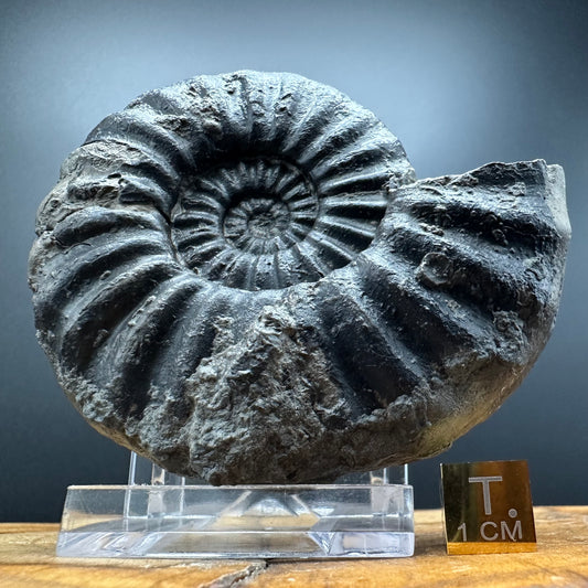 Asteroceras Ammonite fossil with box and stand - Whitby, North Yorkshire Jurassic Coast Yorkshire Fossils