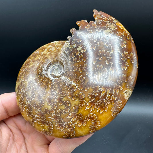 Cleoniceras Ammonite Fossil With Box And Stand - Cretaceous Ammonite Madagascar