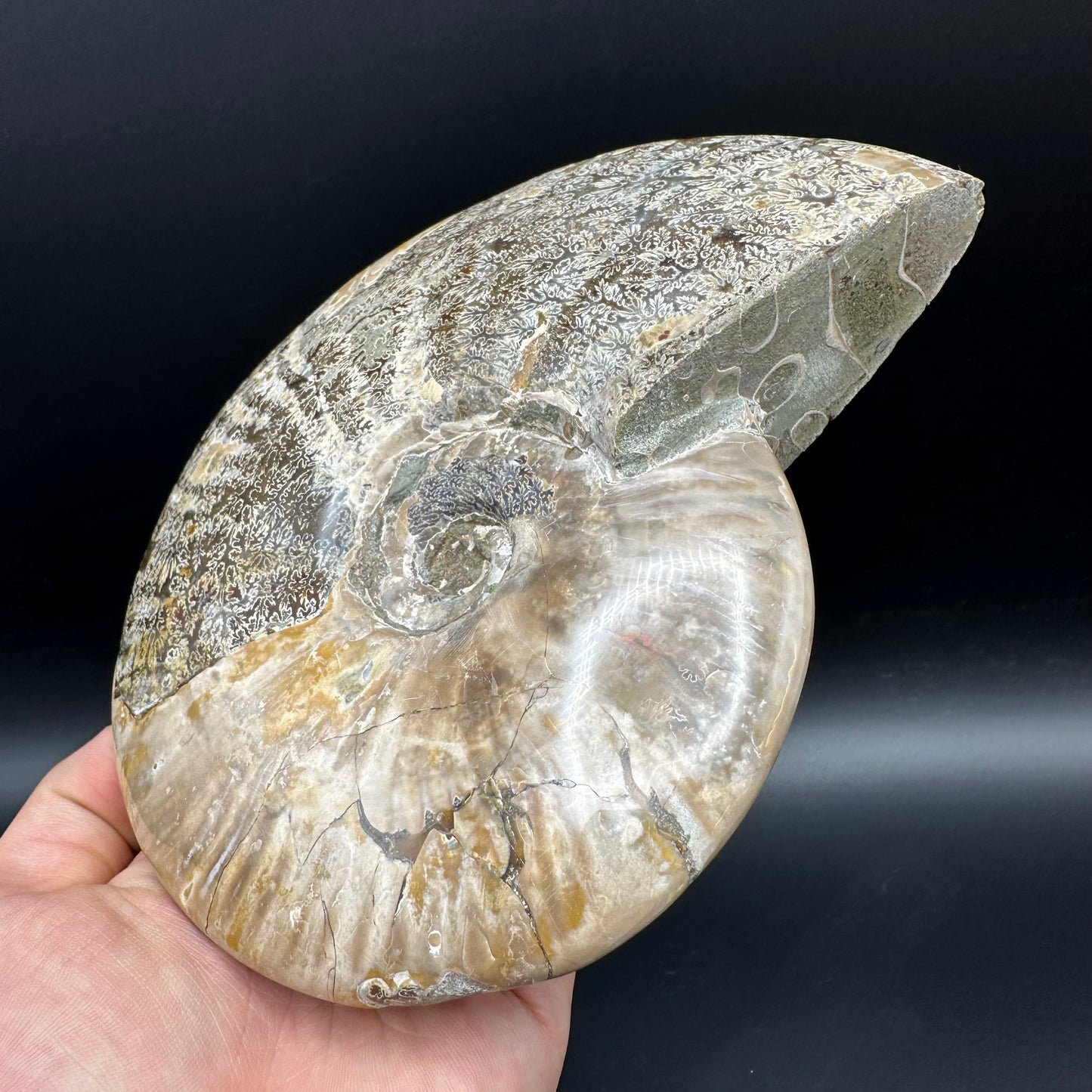 Cleoniceras Ammonite Fossil With Stand - Cretaceous Ammonite Madagascar