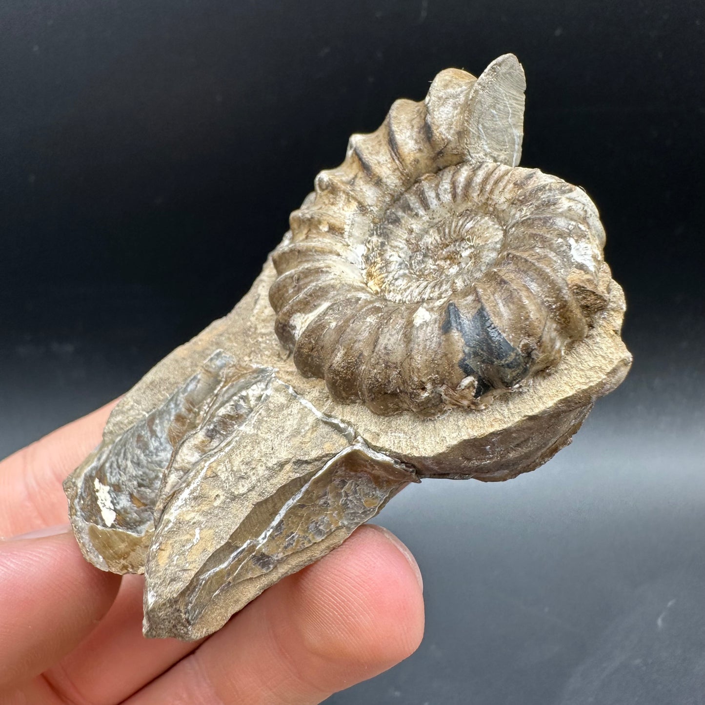 Androgynoceras capricornus Ammonite Fossil With Box And Stand - Whitby, North Yorkshire Jurassic Coast Yorkshire Fossils