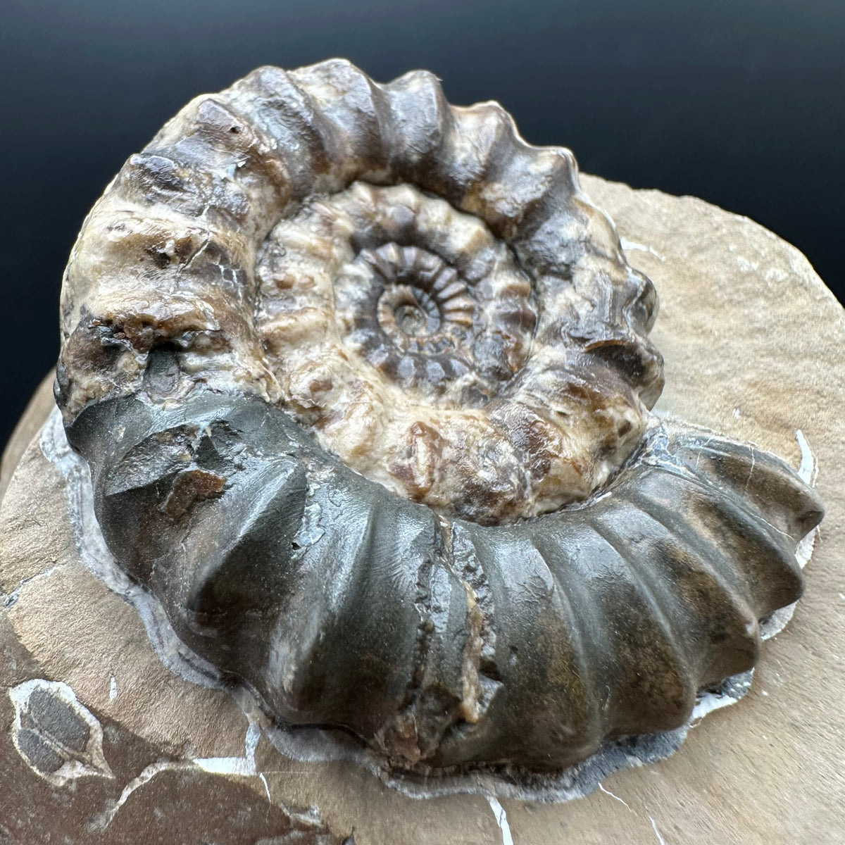 Androgynoceras maculatum ammonite fossil with stand - Whitby, North Yorkshire Jurassic Coast Yorkshire Fossils