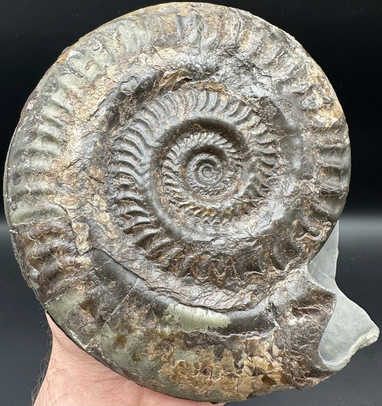 Hildoceras lusitanicum Ammonite fossil - Whitby, North Yorkshire, Jurassic Coast, Yorkshire Fossils from the Jurassic Coast