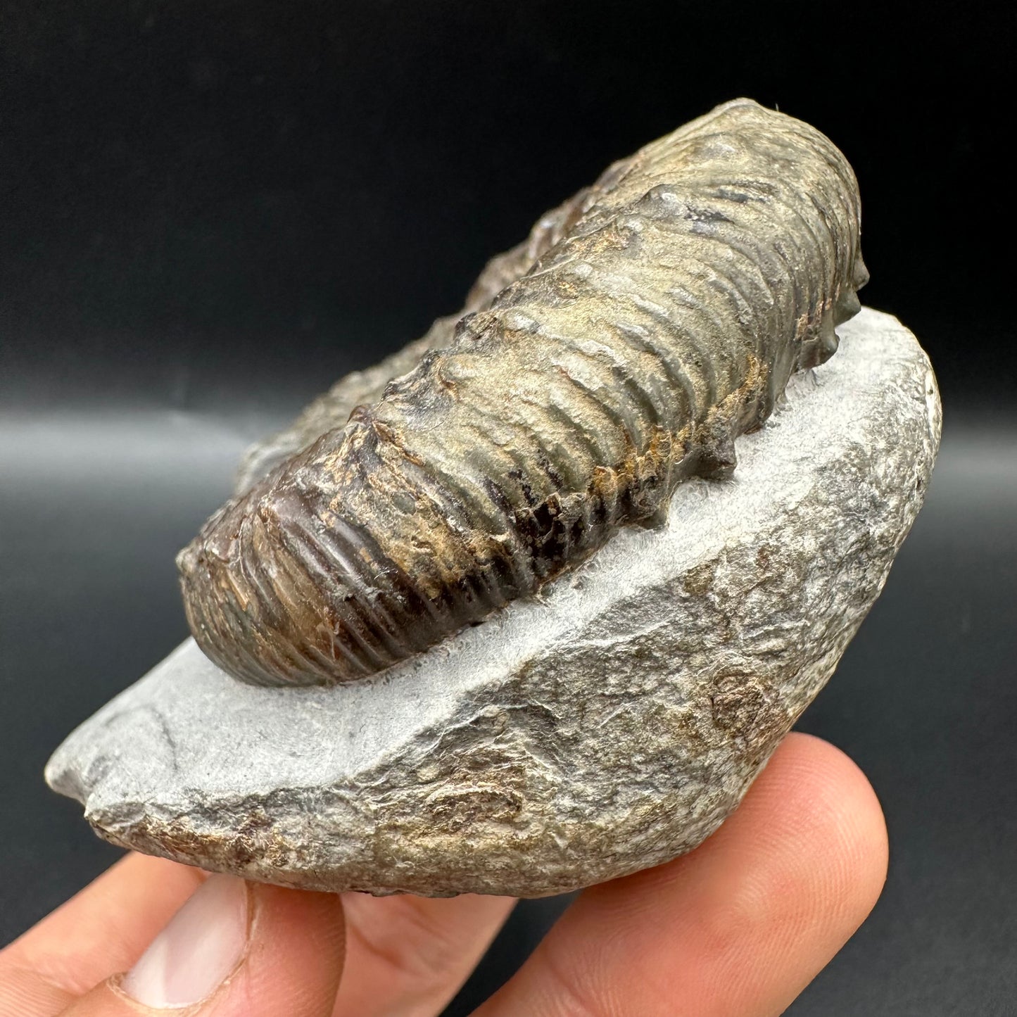 Peronoceras fibulatum Ammonite fossil with box and stand - Whitby, North Yorkshire Jurassic Coast Yorkshire Fossils