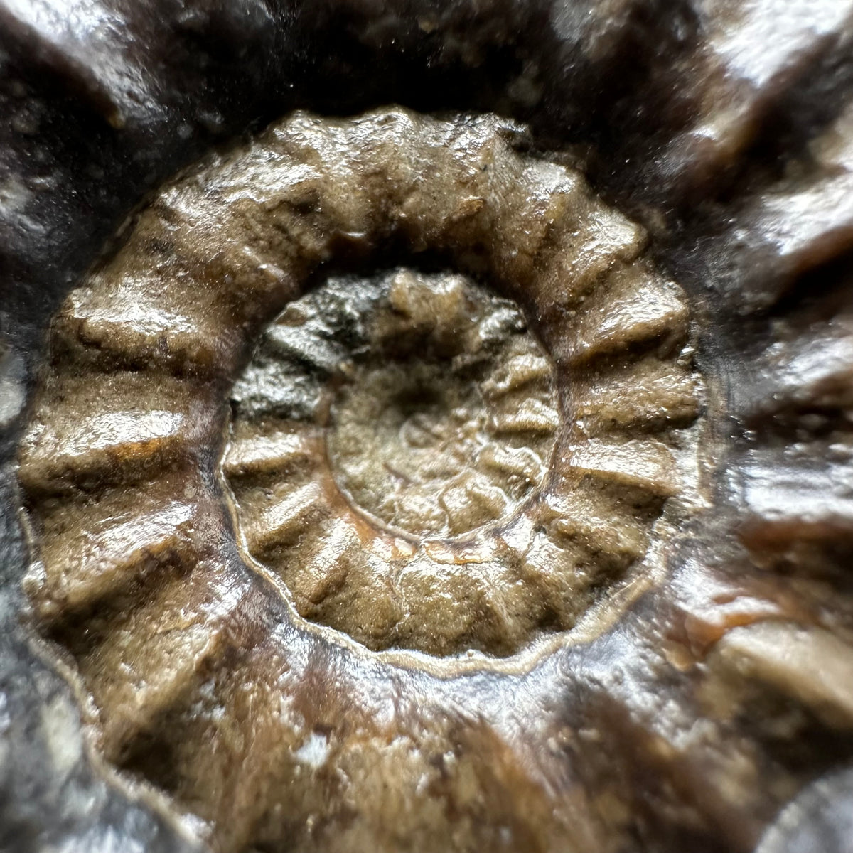 Androgynoceras maculatum ammonite fossil with stand - Whitby, North Yorkshire Jurassic Coast Yorkshire Fossils