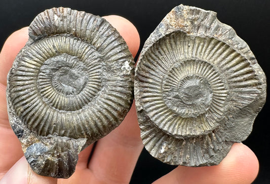 Dactylioceras Ammonite nodule (split pair) Fossil With Box And Stand - Whitby, North Yorkshire Jurassic Coast Yorkshire Fossils
