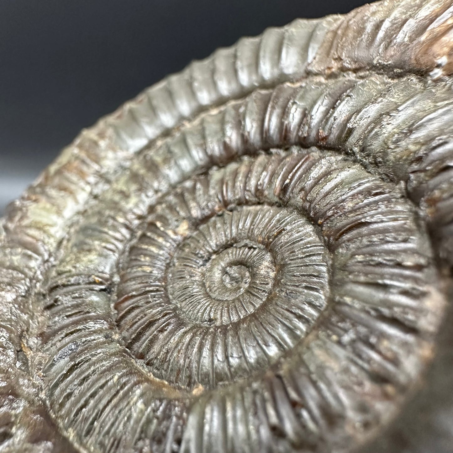 Dactylioceras Ammonite Fossil With Box And Stand - Whitby, North Yorkshire Jurassic Coast Yorkshire Fossils