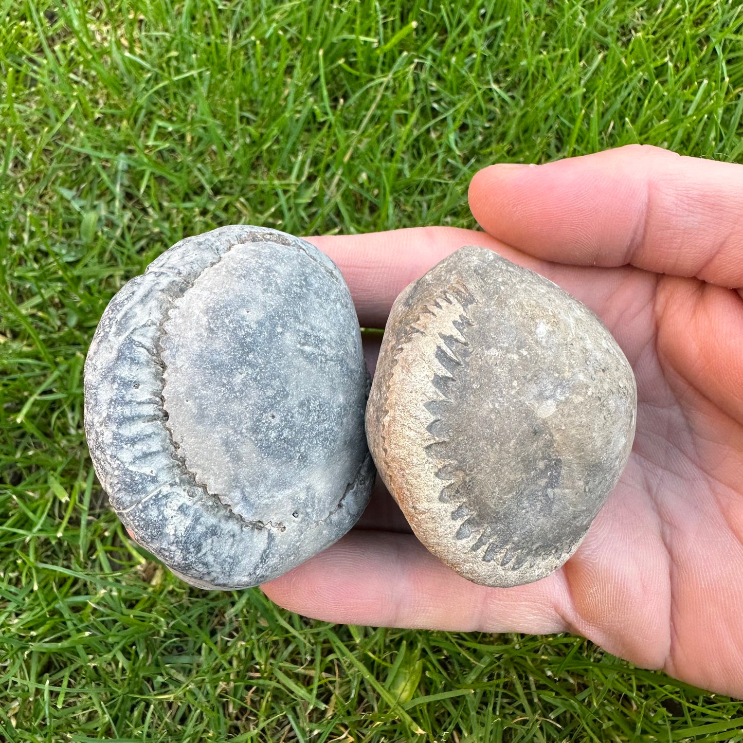 Small Ammonite Nodules x2 Ammonite Fossil (Open Your Own Fossil) - Whitby, North Yorkshire Jurassic Coast, Yorkshire fossils