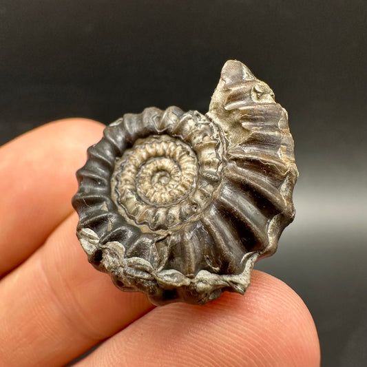 Gagaticeras Ammonite fossil with box and stand - Whitby, North Yorkshire Jurassic Coast Yorkshire Fossils