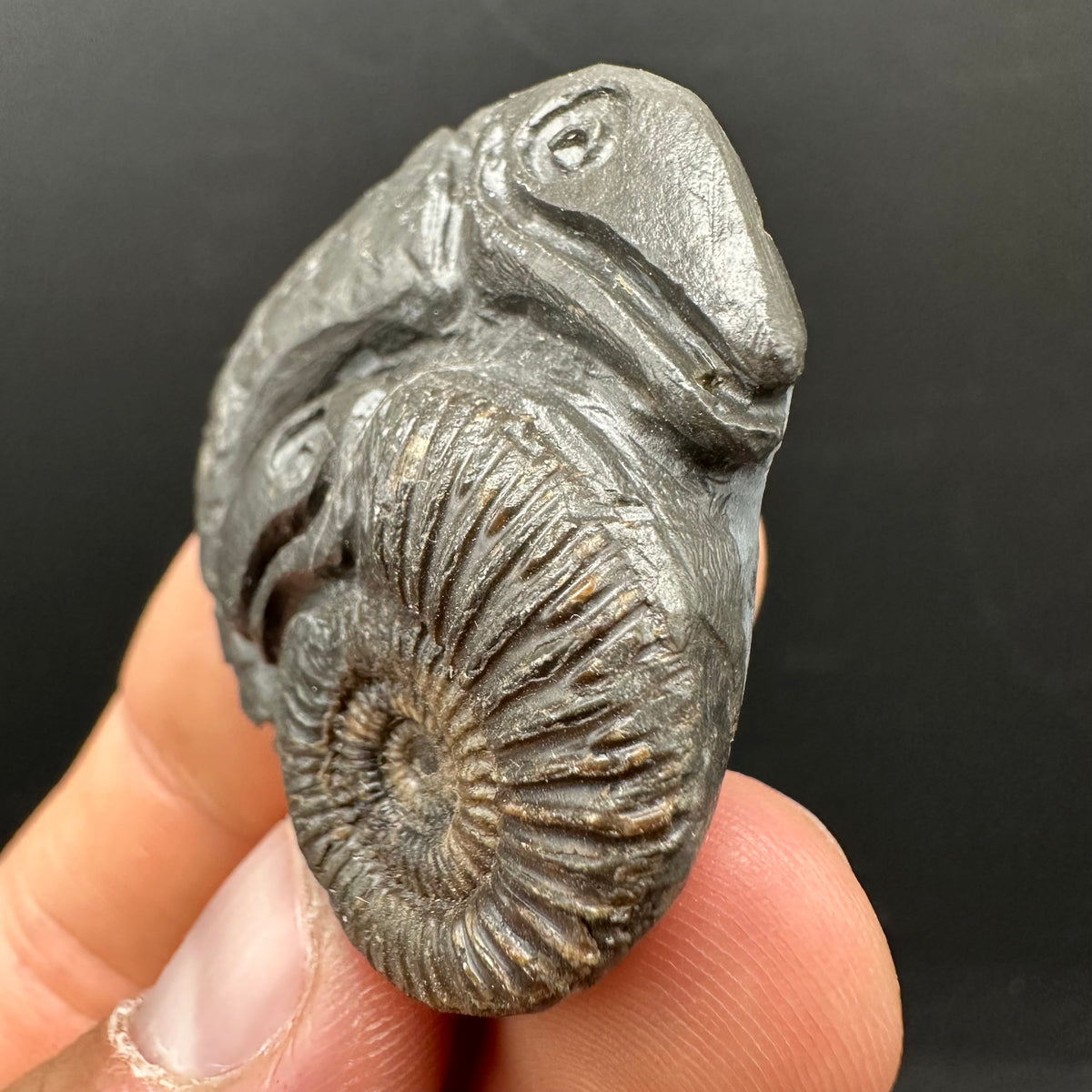 Hydra Snakestone Ammonite Fossil With Bag/Box And Stand - Whitby, North Yorkshire Jurassic Coast Yorkshire Fossils
