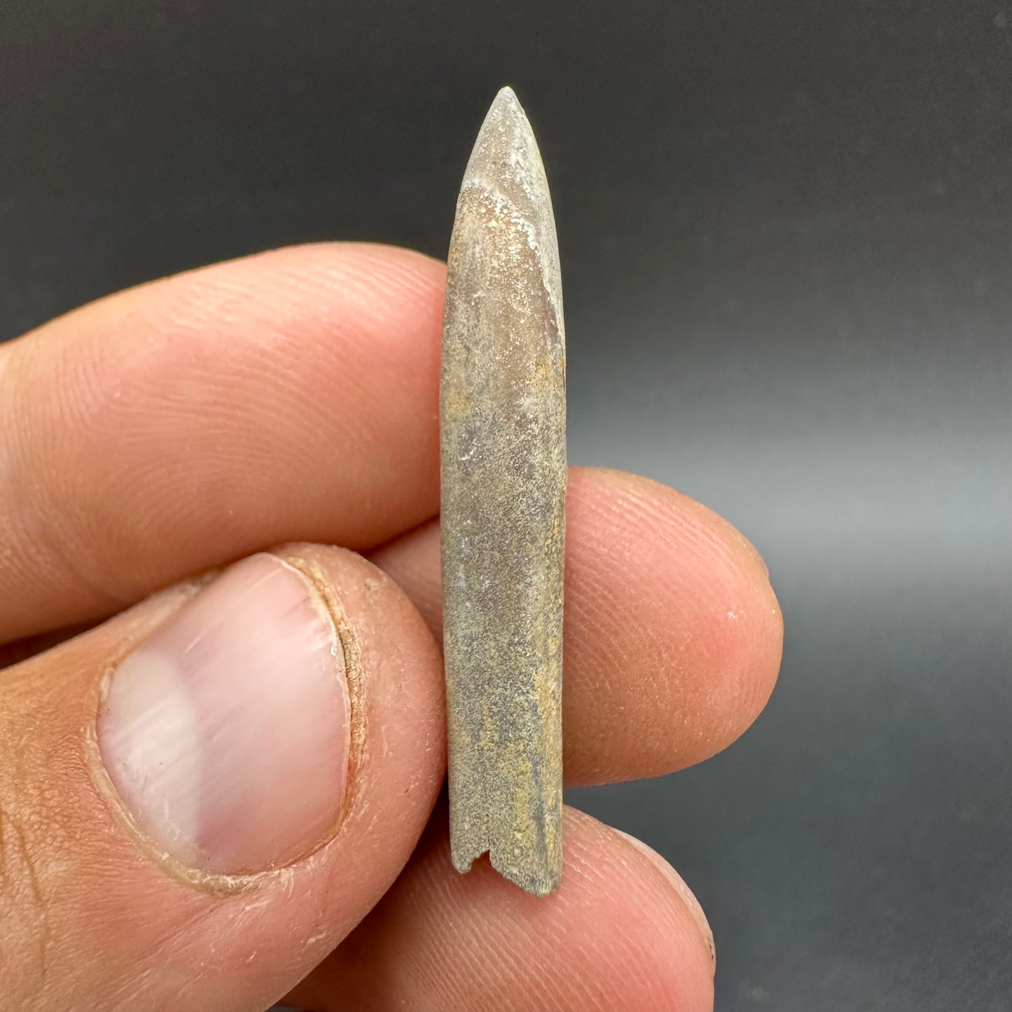 Belemnite (Fossil Squid) shell fossil - Whitby, North Yorkshire Jurassic Coast Yorkshire Fossils