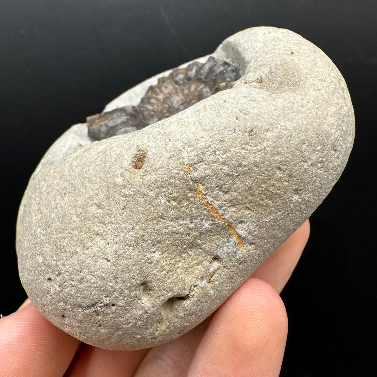 Androgynoceras maculatum ammonite fossil with box and stand - Whitby, North Yorkshire Jurassic Coast Yorkshire Fossils