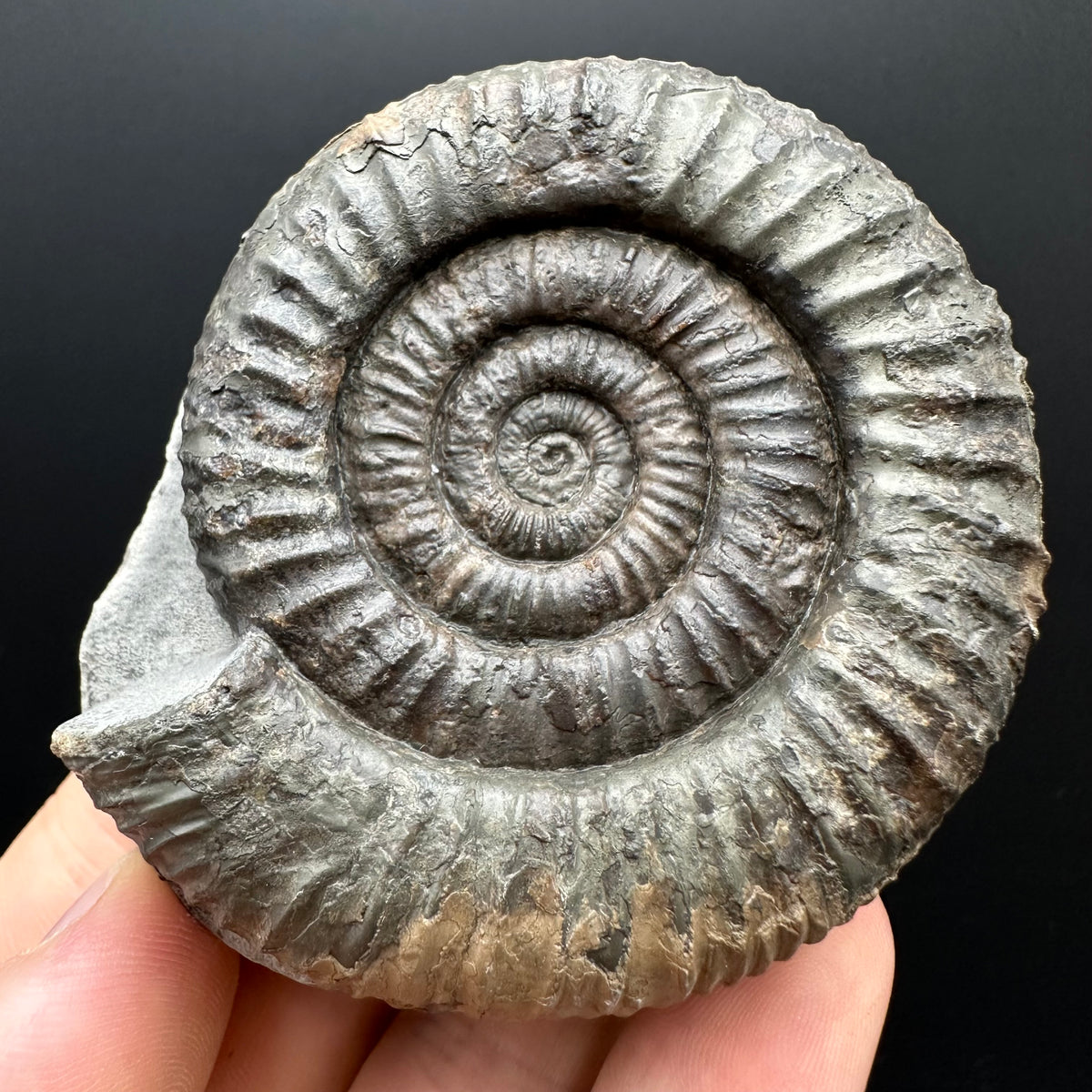 Dactylioceras Ammonite Fossil With box and Stand - Whitby, North Yorkshire Jurassic Coast Yorkshire Fossils