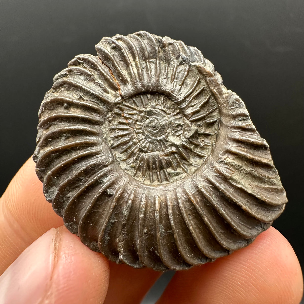 Schlothemia sp. ammonite fossil with box and stand - Whitby, North Yorkshire Jurassic Coast, Yorkshire fossils