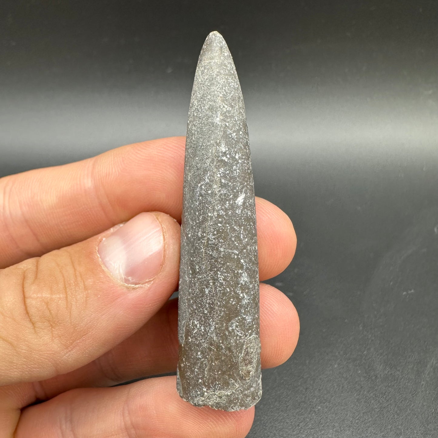 Belemnite (Fossil Squid) shell fossil - Whitby, North Yorkshire Jurassic Coast Yorkshire Fossils