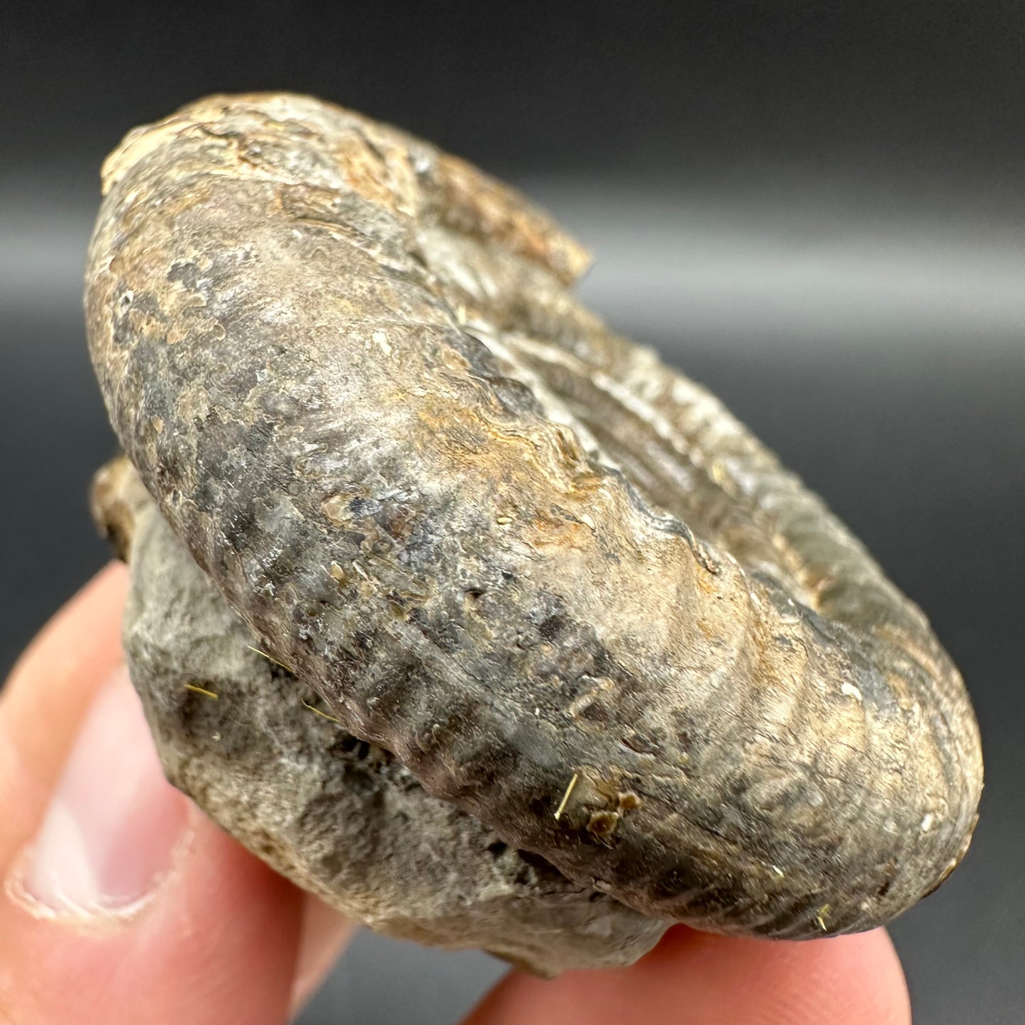 Dactylioceras Ammonite Fossil With Box And Stand - Whitby, North Yorkshire Jurassic Coast Yorkshire Fossils