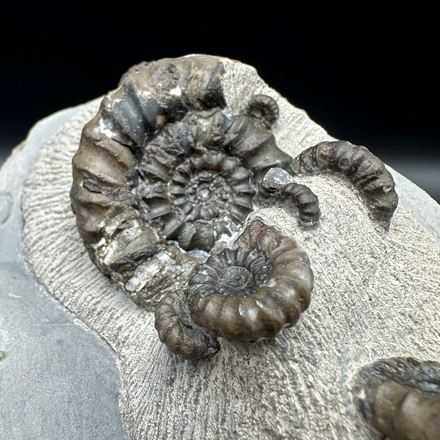 Androgynoceras maculatum ammonite fossil with stand - Whitby, North Yorkshire Jurassic Coast Yorkshire Fossils