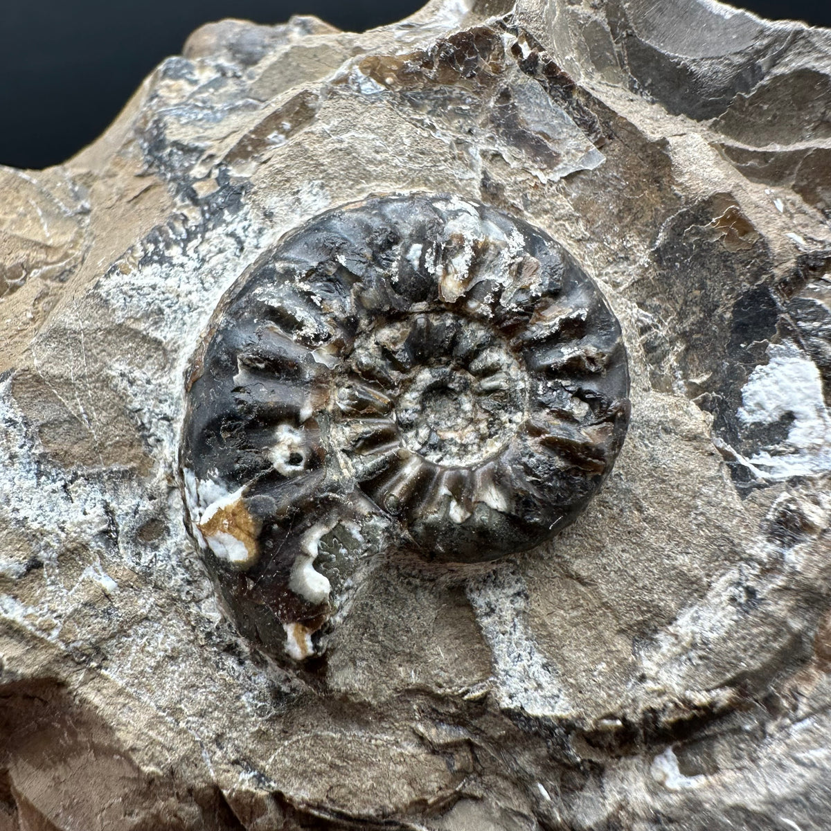Amaltheus subnodosus Ammonite fossil with stand - Whitby, North Yorkshire Jurassic Coast Yorkshire Fossils