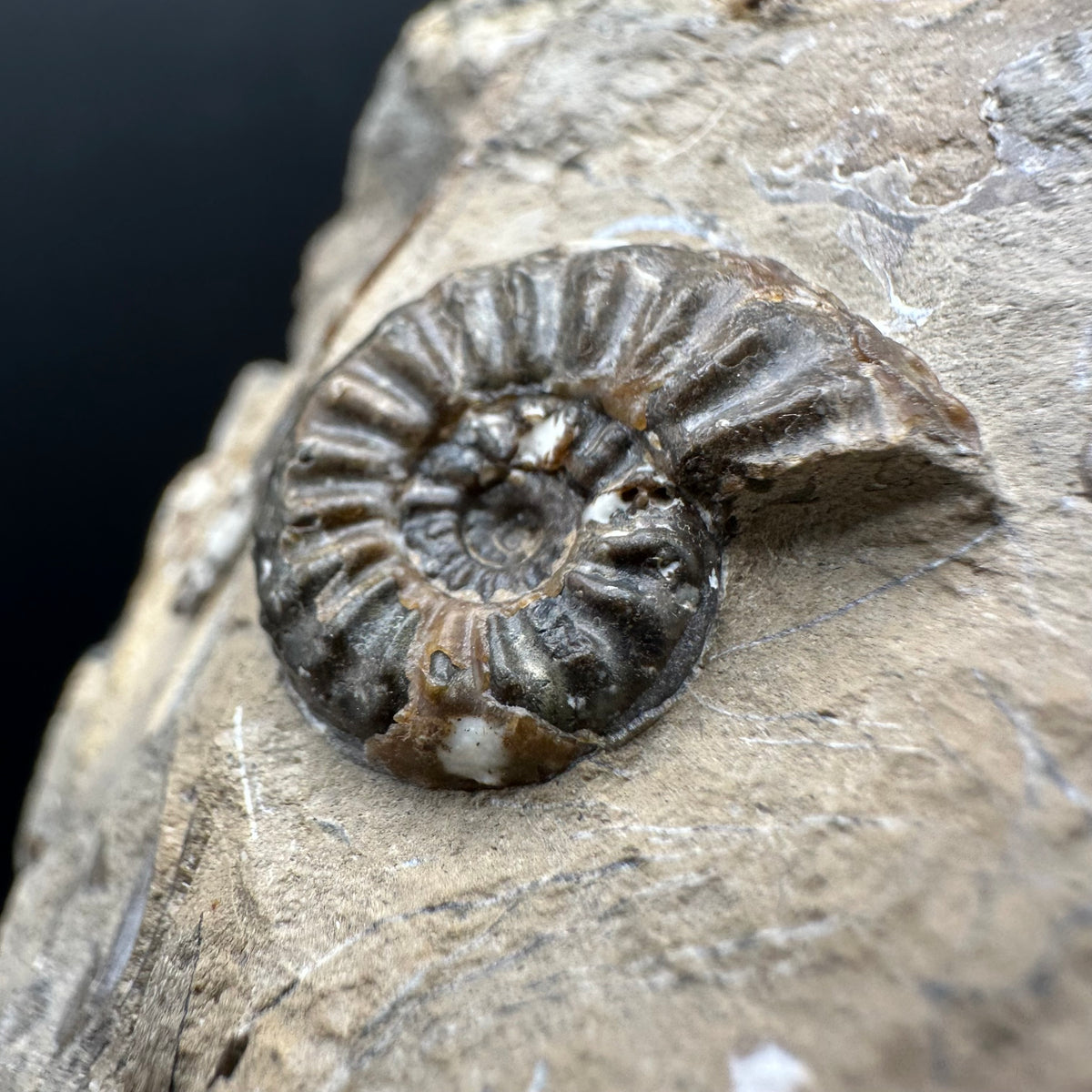 Amaltheus subnodosus Ammonite fossil with stand - Whitby, North Yorkshire Jurassic Coast Yorkshire Fossils