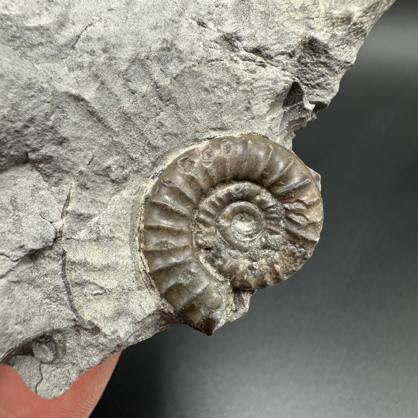 Arnioceras ammonite shell fossil with box and stand - Whitby, North Yorkshire Jurassic Coast Yorkshire Fossils
