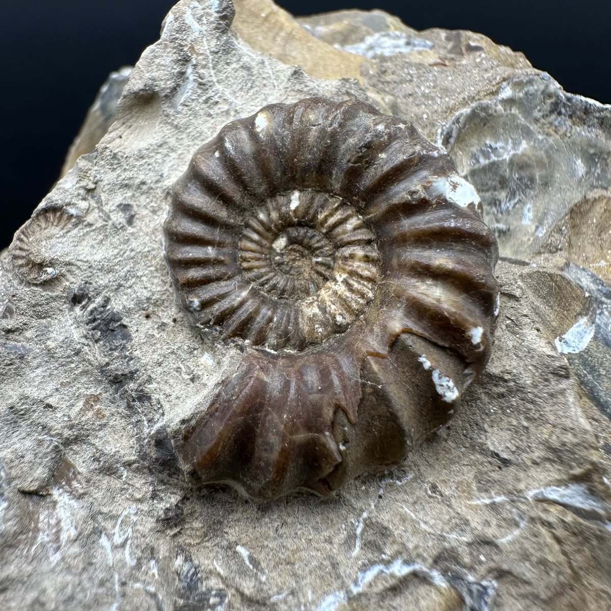 Androgynoceras capricornus Ammonite Fossil With Stand - Whitby, North Yorkshire Jurassic Coast Yorkshire Fossils