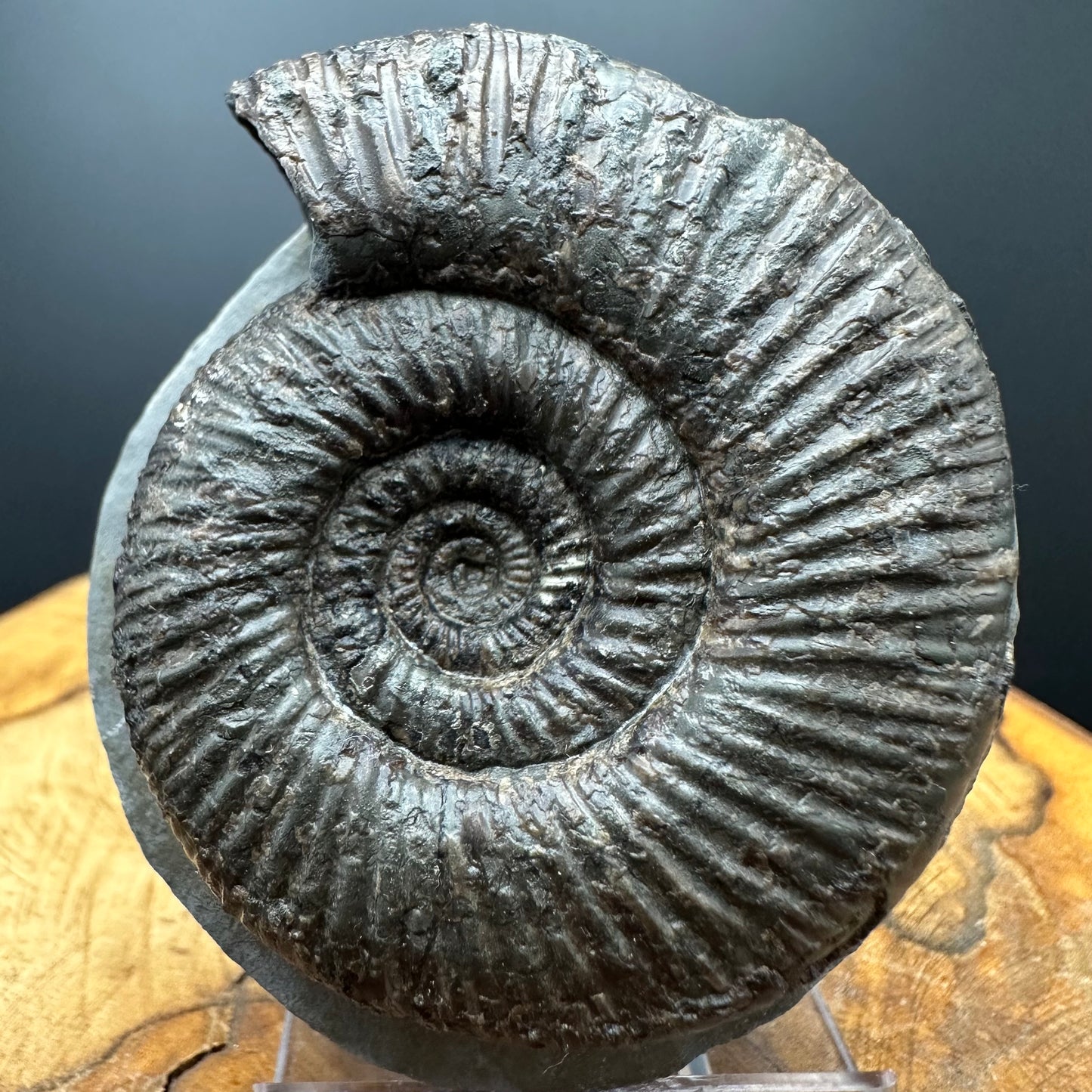 Dactylioceras semicelatum Ammonite fossil with stand - Whitby, North Yorkshire Jurassic Coast Yorkshire Fossils
