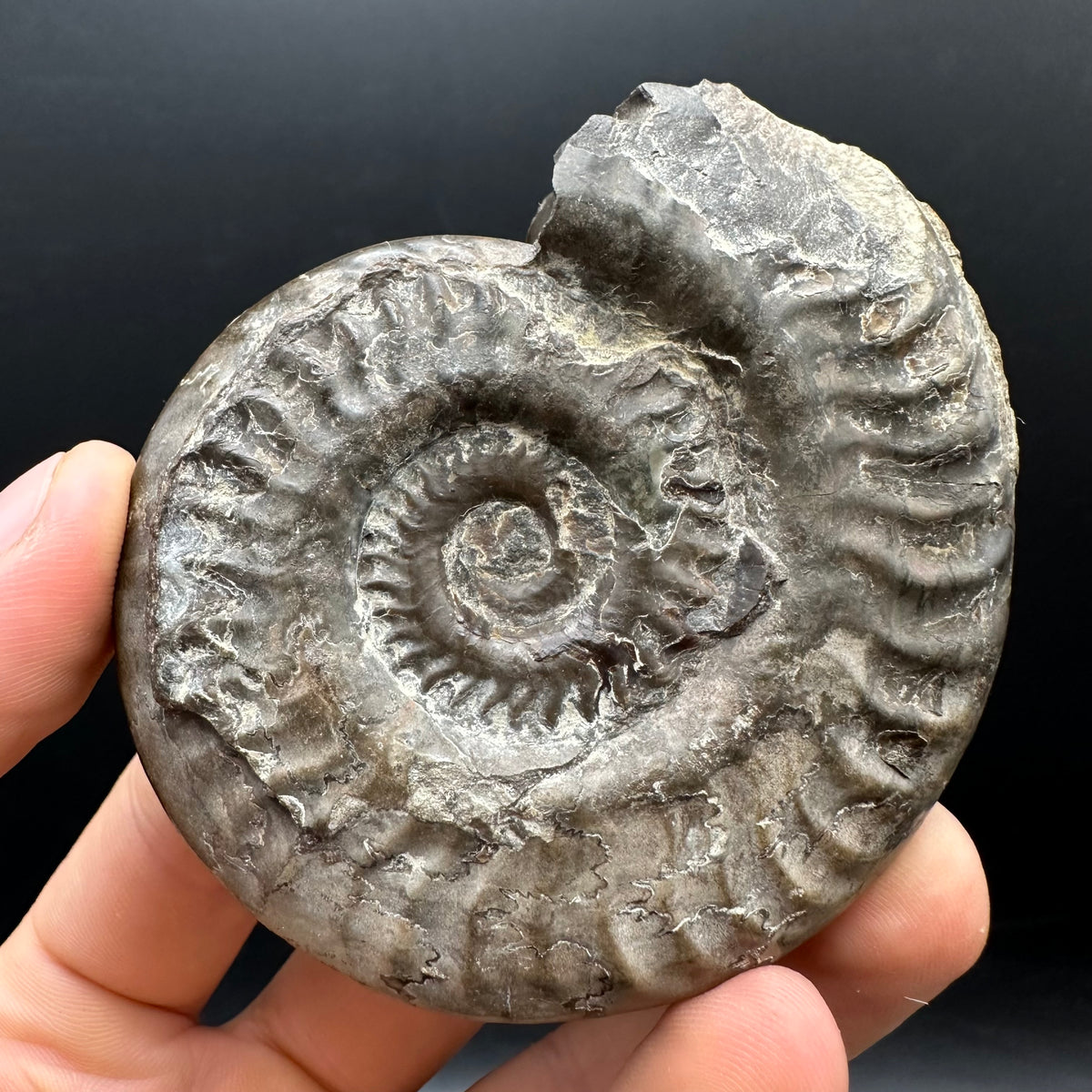 Hildoceras Bifrons Ammonite fossil with stand - Whitby, North Yorkshire Jurassic Coast, Yorkshire Fossils from the Jurassic Coast
